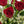 Load image into Gallery viewer, Valentine&#39;s Day Roses
